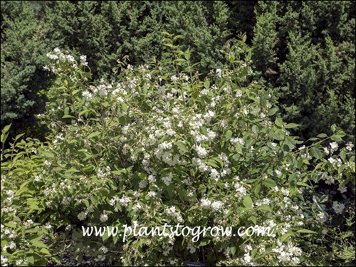 Bouquet Blanc Mock Orange (Philadelphus x cymosus)
